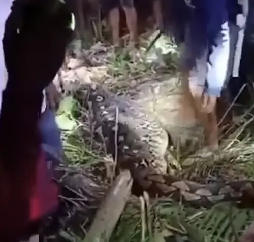 巨蟒吞人！印尼婦人失蹤後慘遭吞噬　屍體藏蛇腹
