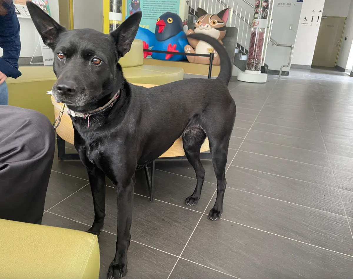 ▲小黑狗被丟下車的影片在網路瘋傳，事後動保處訪查時卻只見到老黑頂替小黑。（圖／民眾提供，2025.04.07）