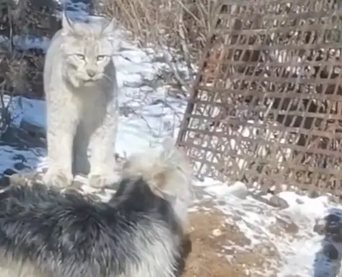 這隻猞猁緊盯著小狗不放,讓男主人相當緊張。(圖/翻攝微博) ▲這隻猞猁緊盯著小狗不放,讓男主人相當緊張。(圖/翻攝微博)