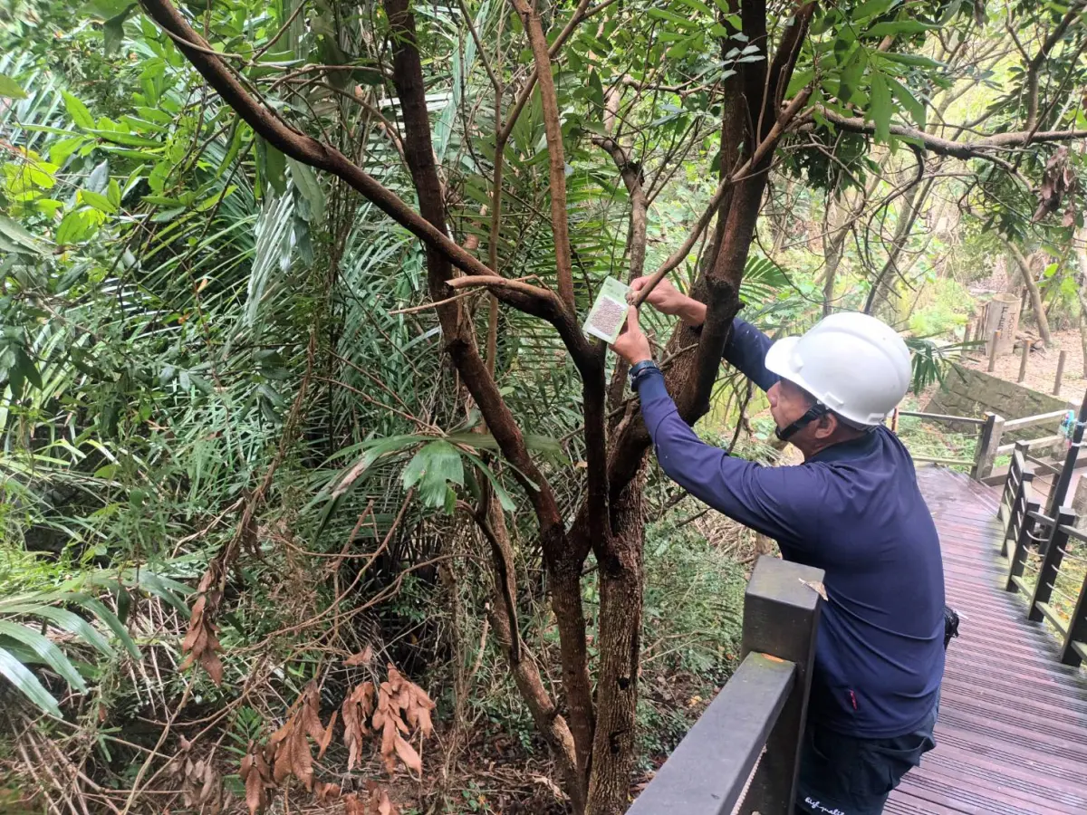 ▲大坑登山步道沿線釋放平腹小蜂(圖／觀旅局提供2025.4.8)