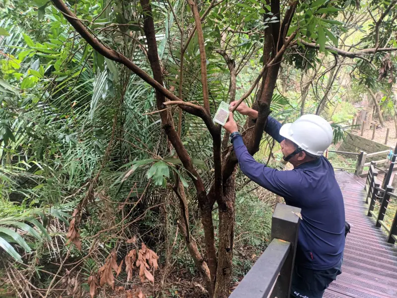 ▲大坑登山步道沿線釋放平腹小蜂(圖／觀旅局提供2025.4.8)