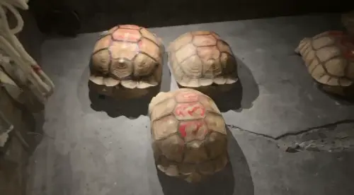 ▲屏東長治鄉象龜養殖場，遭到劉姓男子等8人偷竊，共有30隻象龜不翼而飛，目前警方已尋獲8隻，仍有22隻象龜不知去向（圖／警方提供）