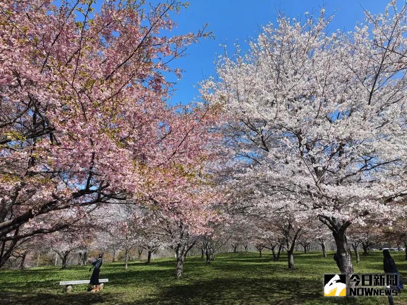 ▲日本櫻花廣受台灣旅客喜歡。（示意圖／記者許若茵攝）