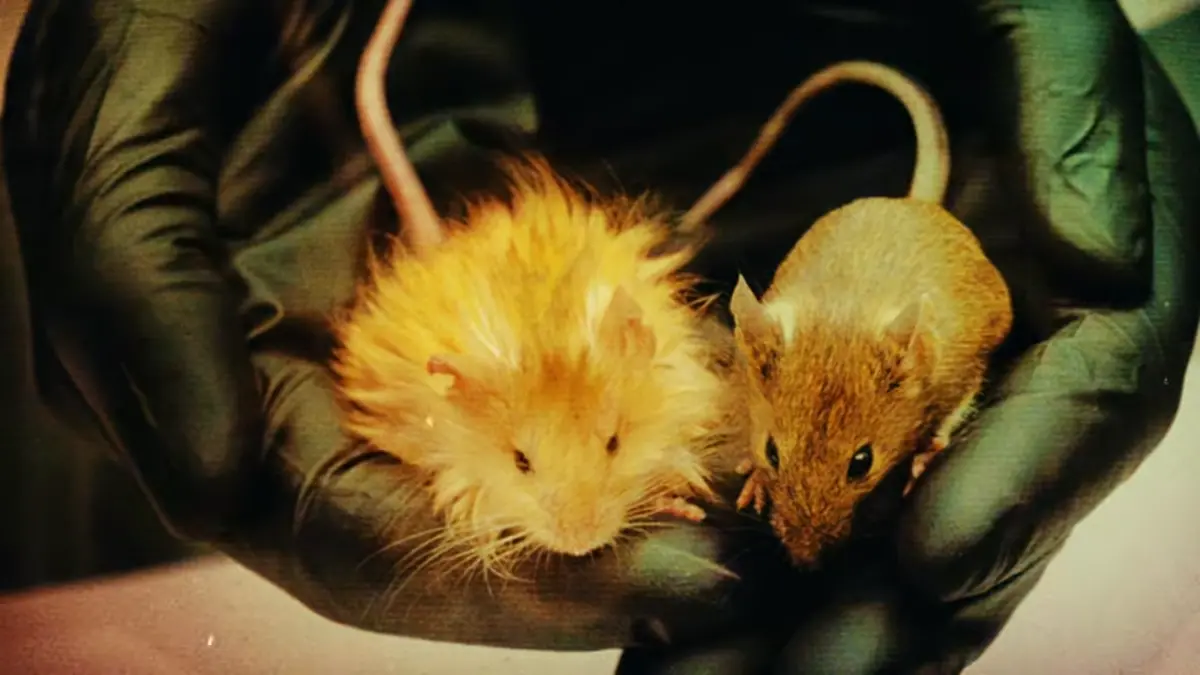 ▲美國德州生物科技公司Colossal Biosciences，創造出「長毛象鼠」這個可愛的新物種。（圖／Colossal Biosciences）