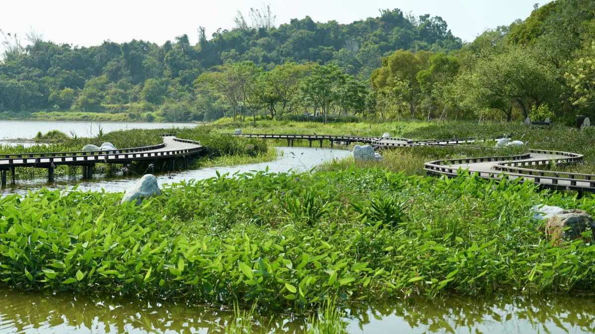 ▲ 「水花園濕地」利用觀音湖高灘地種植原生水生植物。（圖／高市府觀光局提供）