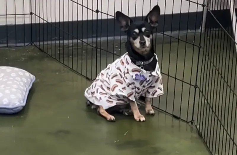 ▲2025年3月底美國一場認養活動中，所有的狗狗都開心地獲得新主人青睞，但會場卻剩下一隻渾身黑毛的小狗，靜靜地坐在圍欄的角落。（圖／Tiktok@pawsquadrescue）