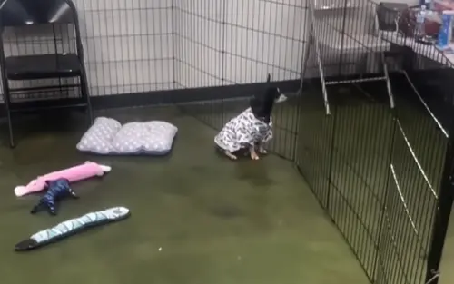 ▲當天其他狗狗一個接一個被領養,場面看似熱鬧溫馨,但當所有狗狗都已投入新主人的懷抱時,熱狗卻仍坐在認養會的大籠子內。(圖/Tiktok@pawsquadrescue) ▲當天其他狗狗一個接一個被領養,場面看似熱鬧溫馨,但當所有狗狗都已投入新主人的懷抱時,熱狗卻仍坐在認養會的大籠子內。(圖/Tiktok@pawsquadrescue)