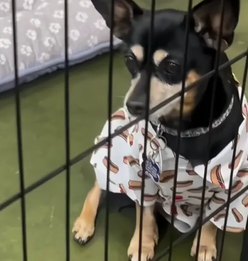 ▲認養會被剩下的熱狗,當時牠眼眶濕潤呈現呆滯狀態,不過這也是牠狗生最後一次傷心難過了!(圖/Tiktok@pawsquadrescue) ▲認養會被剩下的熱狗,當時牠眼眶濕潤呈現呆滯狀態,不過這也是牠狗生最後一次傷心難過了!(圖/Tiktok@pawsquadrescue)