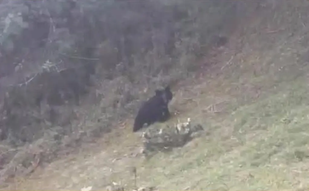 ▲玉山熊出沒，玉管處提醒山友到熊山林時多不要逗留或拍照打卡。（圖／翻攝自玉山國家公園臉書粉專）