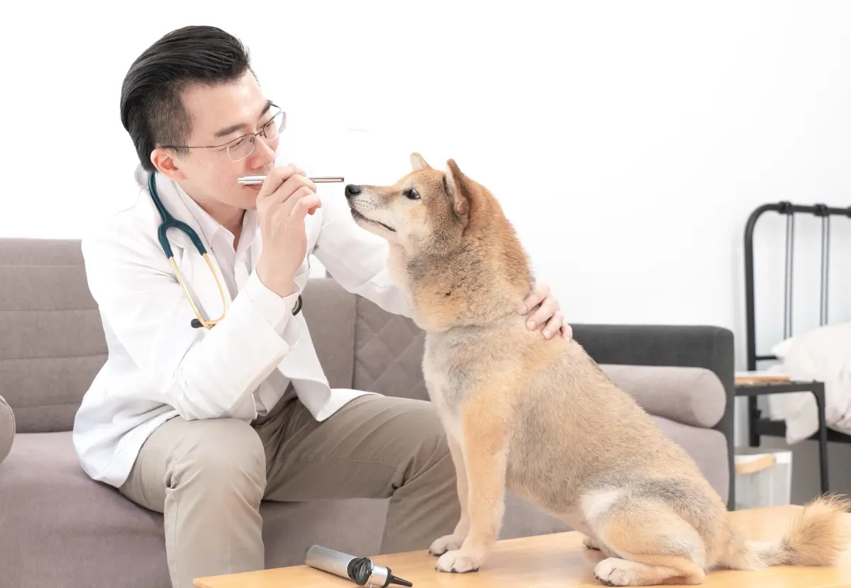 ▲獸醫師陳正倫揭毛孩眼疾3警訊，籲請飼主及早預防與保健。（圖／業者提供）