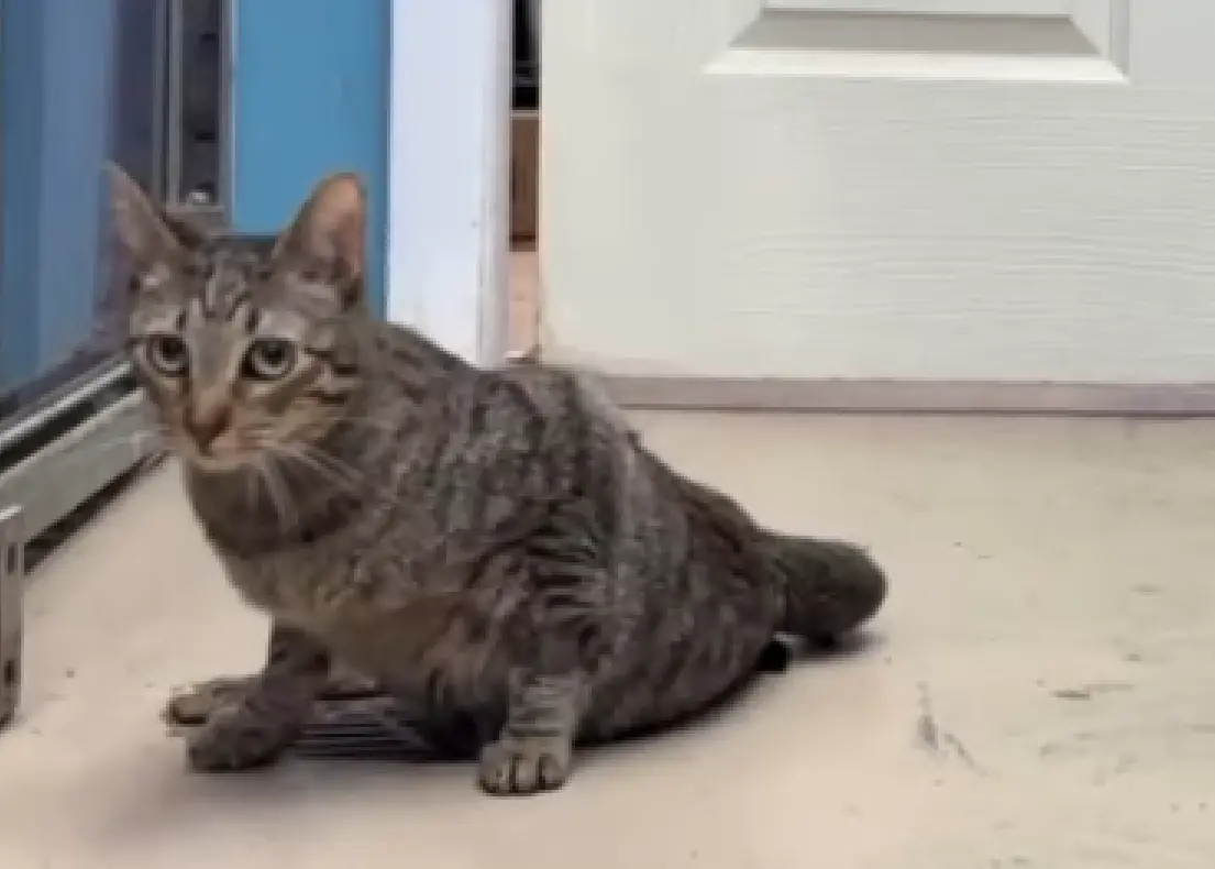 ▲美國德州有一隻曾被退養的虎斑貓莎莉（Sally），原本因突發癱瘓被送回收容所，在志工的耐心照料下，竟奇蹟般重新站起來，蹣跚走出幾步。（圖／翻攝自IG@austinpetsalive）