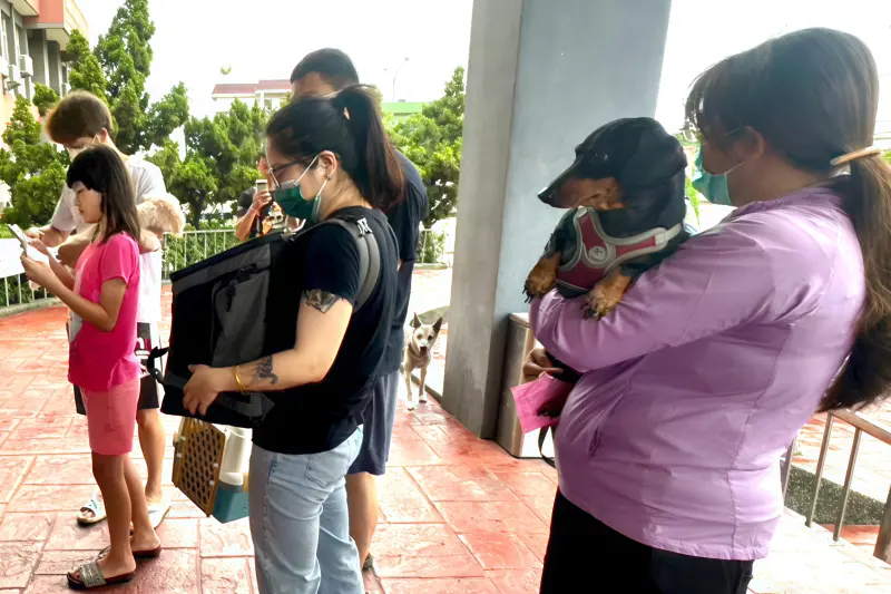 ▲毛小孩未及時絕育，不僅容易造成懷孕，也會讓更多無家可歸的毛小孩流落街頭。（圖／記者莊全成翻攝）