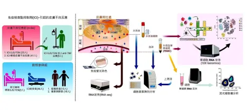 ▲林口長庚藥物過敏研究團隊找到免疫療法造成嚴重皮膚不良反應的關鍵因子「CXCL10」。(圖/長庚醫院提供) ▲林口長庚藥物過敏研究團隊找到免疫療法造成嚴重皮膚不良反應的關鍵因子「CXCL10」。(圖/長庚醫院提供)