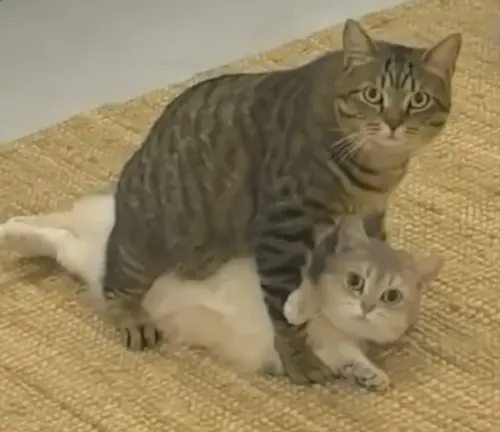 ▲ ▲