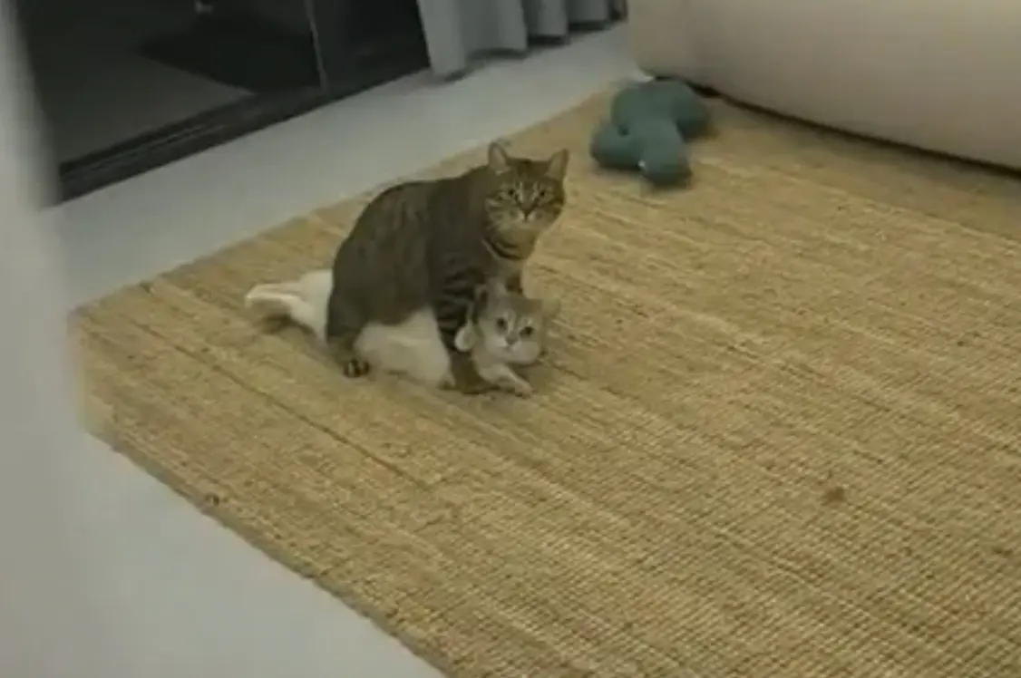 ▲一名貓奴最近突然聽到家中的貓咪在客廳瘋狂慘叫，讓他急忙衝出來查看，沒想到卻撞見令人尷尬的一幕，直接變社死場面。（圖/微博）