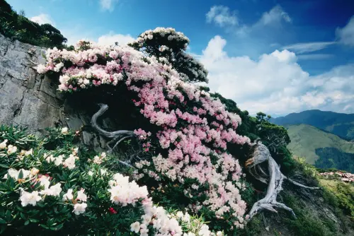 賞花民眾看過來!清明連假已過 最美公路高乘載流量管制明開始