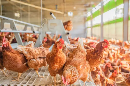 ▲網友在台中一家通過動物福利標章的平飼牧場上班,分享母雞白天享受陽光、沙浴的樣子。(圖/翻攝Threads) ▲網友在台中一家通過動物福利標章的平飼牧場上班,分享母雞白天享受陽光、沙浴的樣子。(圖/翻攝Threads)