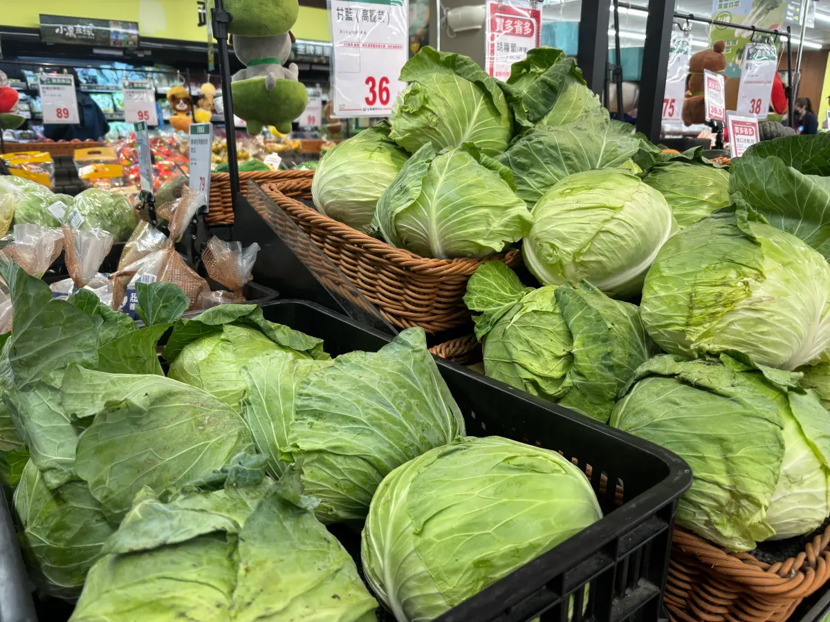 ▲買回來的高麗菜該怎麼切呢？農糧署表示，不同切法口感差很大，可以自己選擇喜歡口感。（示意圖／記者徐銘穗攝,2025.04.11）