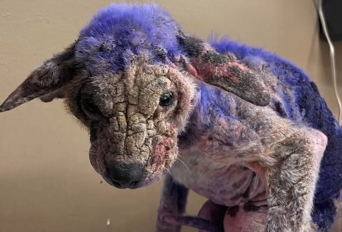 ▲美國德州一家收容所日前收治一隻外觀「超不對勁」的流浪狗，不只皮膚嚴重感染、掉光毛，身上竟然還覆蓋著一層紫毛，讓志工當場嚇傻。（圖／翻攝自臉書粉專「ThisIsHouston」）