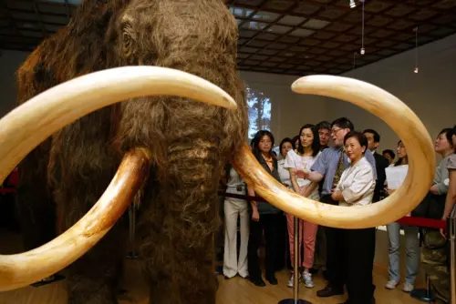 ▲2008年林宜標策劃的《沉睡18000年的冰原巨獸—長毛象特展》於台北及台中展出，成功吸引了超過100萬人前來觀賞。（圖片提供／時藝多媒體