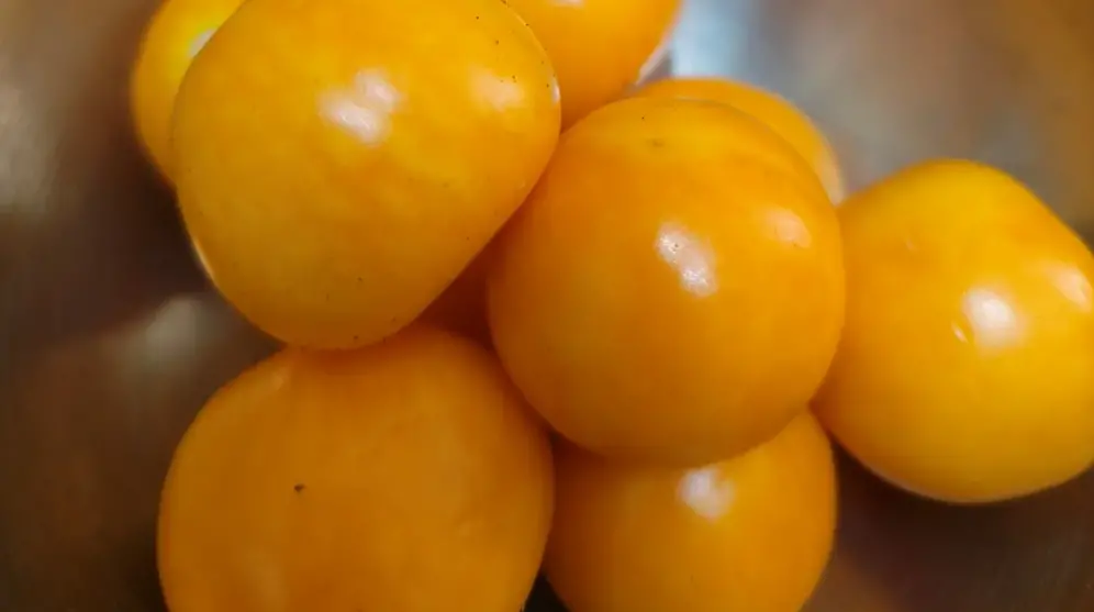 ▲近期就有民眾在全聯發現，一種超罕見的「黃金水果」，買回家一吃相當驚喜。（圖／翻攝我愛全聯-好物老實說）