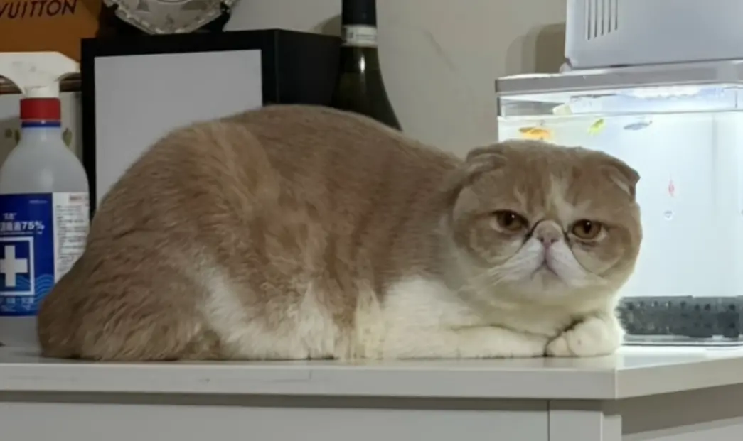 ▲台中一名陳姓代書今（13）日稍早發出新台幣50萬的懸賞文，表示家中愛貓「喵喵」在昨（12）日下午走失。（圖／翻攝陳姓代書臉書）