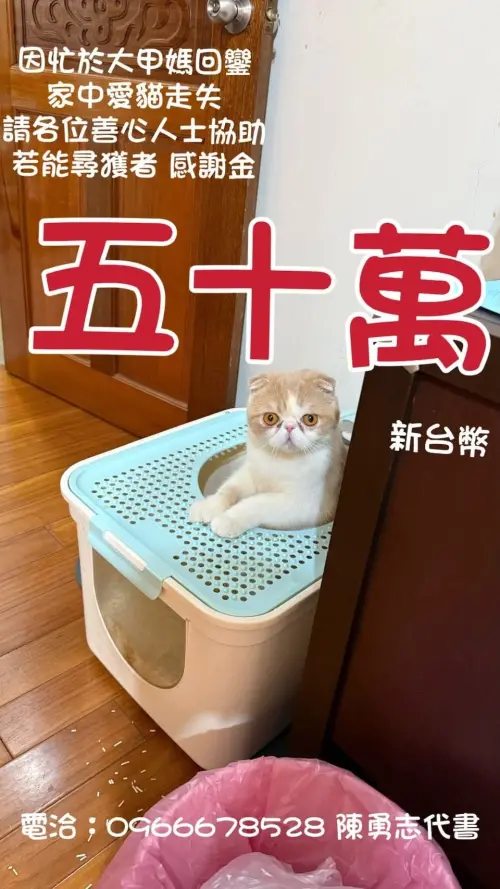 ▲陳姓代書祭出重金懸賞，只希望愛貓能找到回家的路。（圖／陳姓代書臉書）