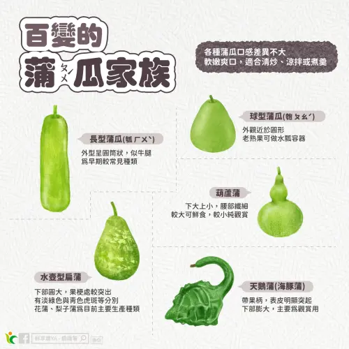 ▲蒲瓜類型大致分為5類，透過外型就能輕鬆分辨。（圖／農糧署提供）