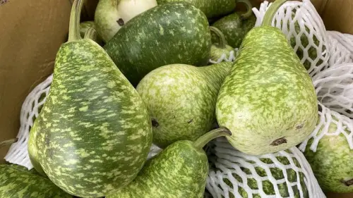 蒲瓜價格太便宜了！內行不只包水餃　神吃法超上癮：阿嬤的古早味
