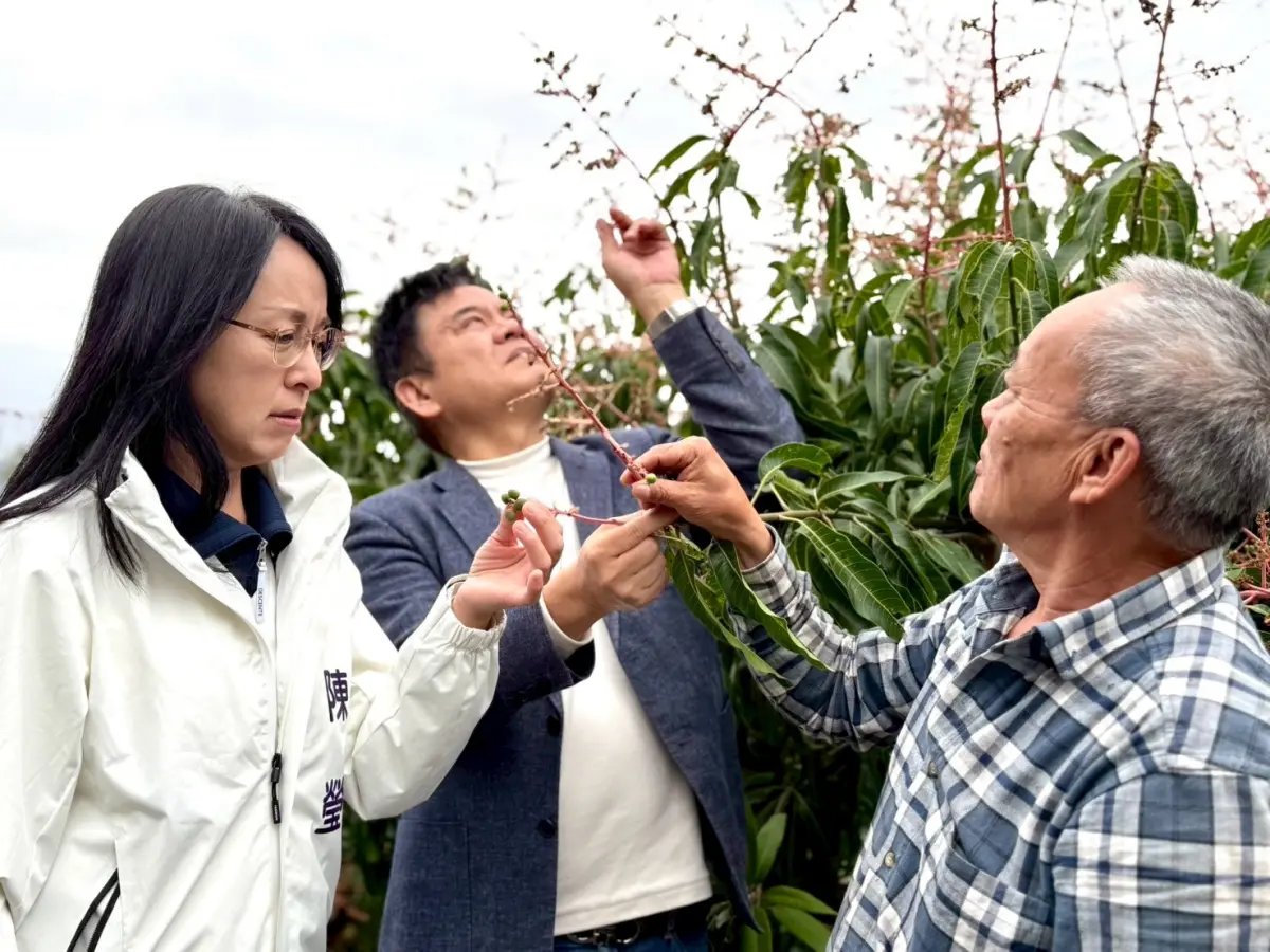 ▲陳瑩於年後接到果農陳情，便與莊瑞雄多次前往果園關心農民，農業部今天公布的現金救助。（圖／陳瑩辦公室提供）