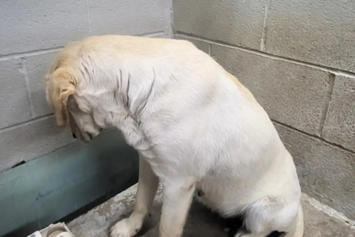 ▲美國南卡州就有一隻名叫「戈爾迪」（Goldie）的拉布拉多犬，原本面臨安樂死的悲慘命運，卻在命懸一線的瞬間，奇蹟扭轉了結局。（圖／翻攝自houndsinpounds粉專）