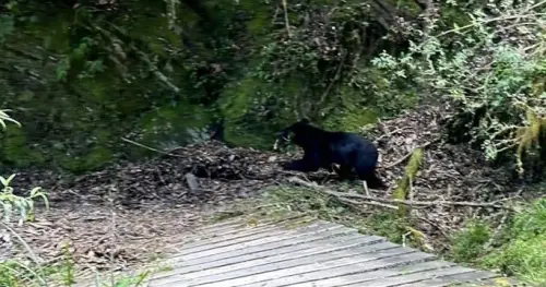 影／熊出沒怎麼了？不爽被偷拍　台灣黑熊肉掌迫鏡頭君「道歉」
