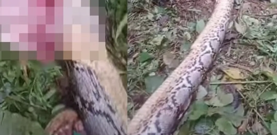 ▲一名55歲婦人被蛇活吞，兒子趕到時只見媽媽的頭被吞掉。（圖／翻攝自YouTube）