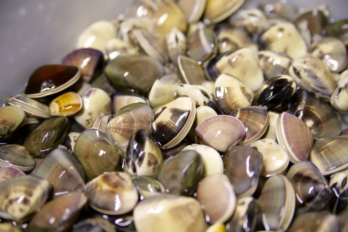 ▲蛤蜊買回家後不要直接冰冰箱，主廚教正確保存，蛤蜊冰3禮拜仍新鮮、活跳跳。（圖／取自PhotoAC）