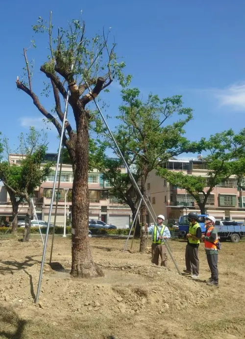 ▲行道樹移植到公園綠地後，由專家指導確保撫育效果。（圖／高市府捷運局提供）