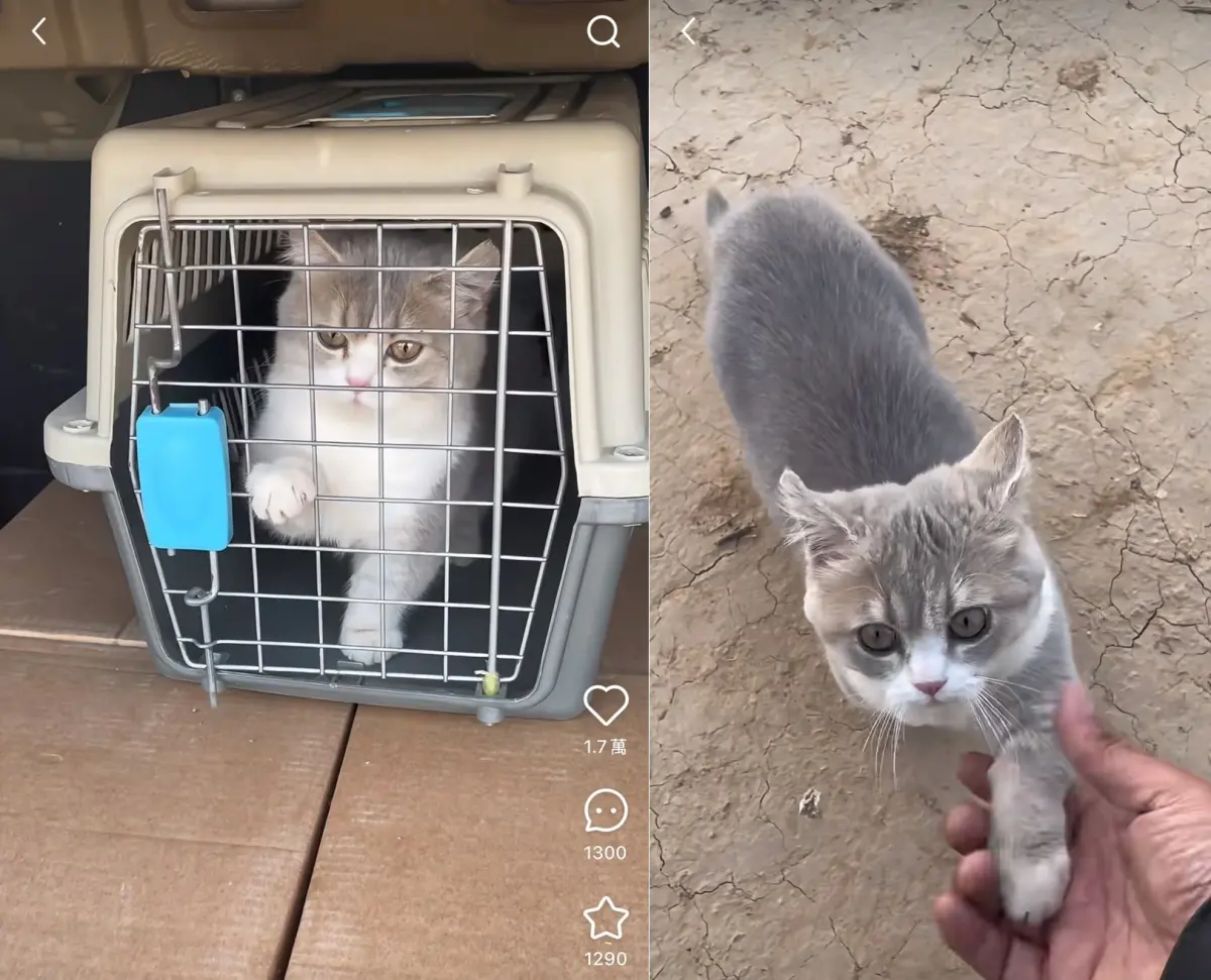 ▲一隻會握手、裝死，上車自己關門的貓咪，近來在中國社群上爆紅。（翻攝自小紅書短腿小拖把）