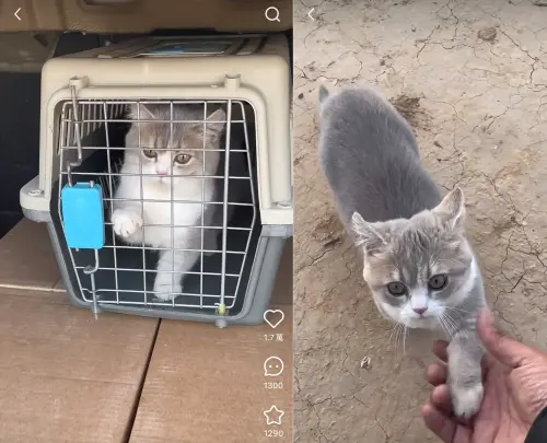 影／小灰貓超聰明「上車自己關門」！握手裝死全都會　網驚呆
