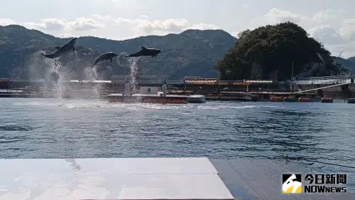 在這裡旅客可以體驗餵食海豚、觀看海豚表演、與海豚合影 ▲在這裡旅客可以體驗餵食海豚、觀看海豚表演、與海豚合影。(圖/記者許若茵攝)