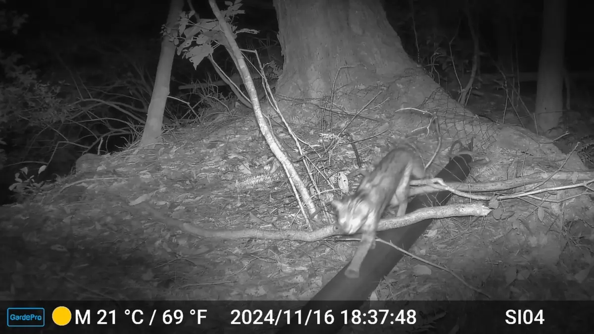 ▲林業及自然保育署臺中分署於斯可巴社區架設之紅外線自動相機紀錄到石虎出沒。（113年11月16日）（圖／林保署）