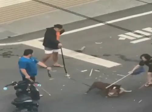 又是比特犬!咬死柴犬「爆被民眾打死」 飼主喊告:人比狗還殘忍