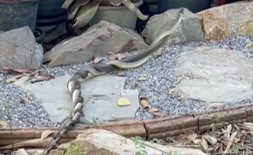 ▲一名泰國婦女在自家後院看到雙蛇纏繞，目瞪口呆。（圖／翻攝自影片）