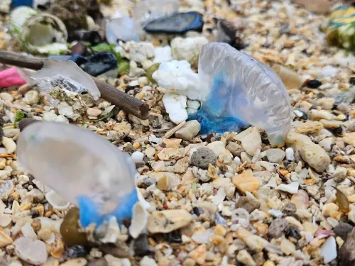 ▲近期台灣北海岸出現了「地球第3毒」的僧帽水母,外觀看起來像是垃圾袋。(圖/北觀粉絲團-幸福北海岸) ▲近期台灣北海岸出現了「地球第3毒」的僧帽水母,外觀看起來像是垃圾袋。(圖/北觀粉絲團-幸福北海岸)