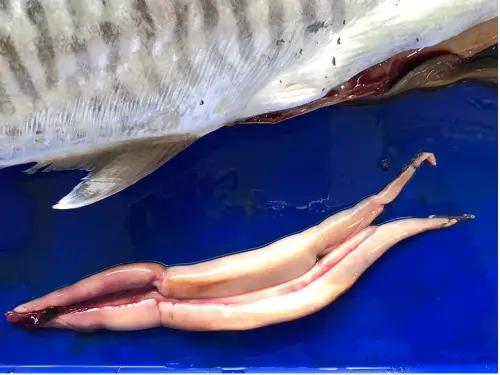 ▲水試所研究人員將持續飼養此批成魚,成為世界首批人工培育的土魠魚種魚。(圖/水產試驗所) ▲水試所研究人員將持續飼養此批成魚,成為世界首批人工培育的土魠魚種魚。(圖/水產試驗所)
