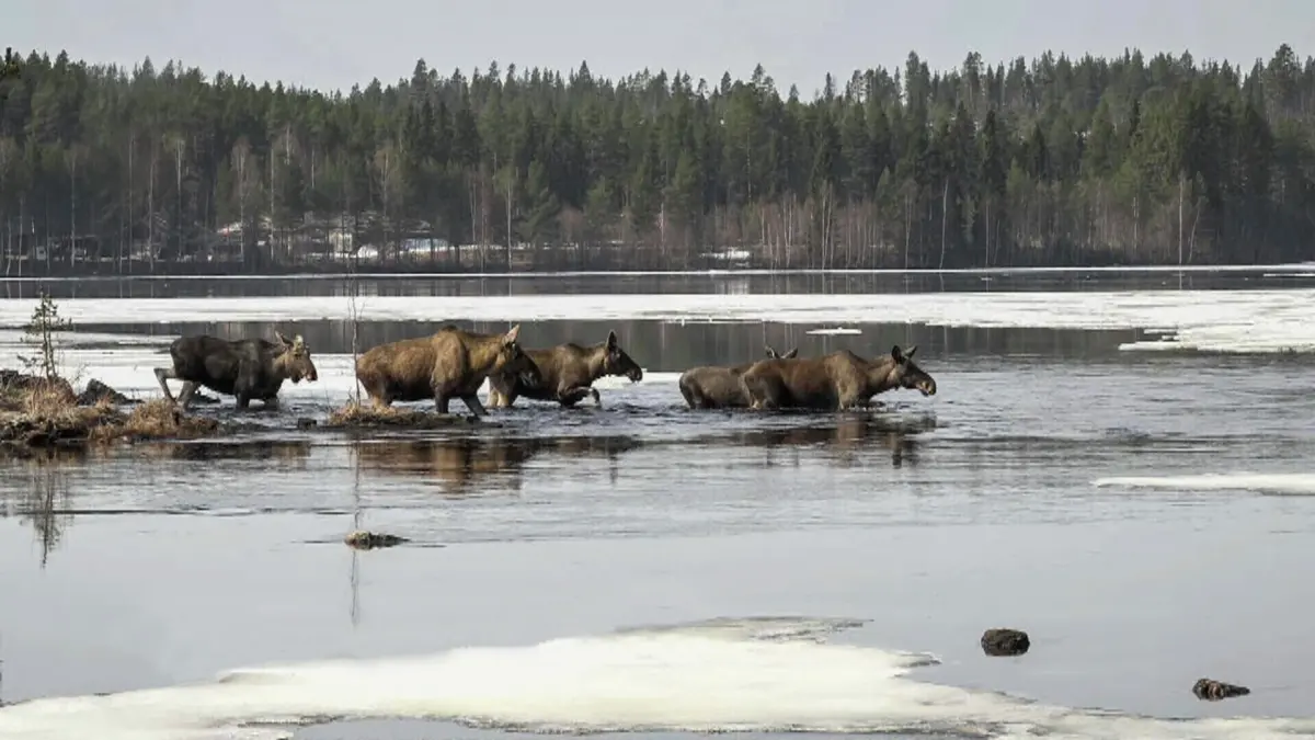 ▲瑞典電視台近日開始「駝鹿大遷徙」24小時直播。（圖／美聯社／達志影像）