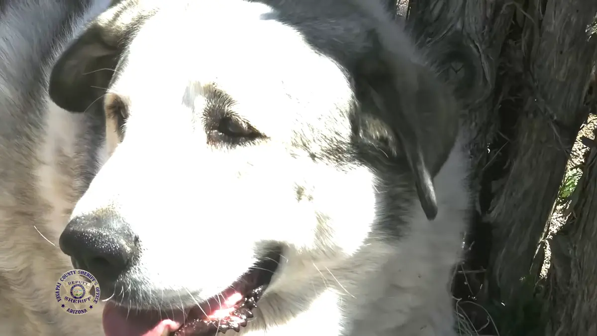 ▲美國亞利桑那州日前有一名2歲男童走失，隔天早上在11公里外的農場安全無事的被發現，一旁還有農場的狗狗陪伴。（翻攝自Yavapai County Sheriffs Office臉書）