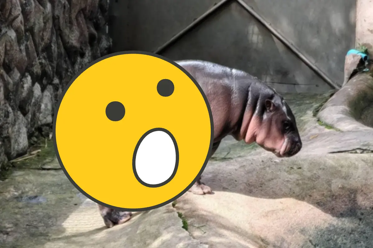 ▲泰國侏儒河馬寶寶「彈跳豬（Moo Deng）」如今已9個月大，意外被人出現「網襪照」，引發討論。（圖／翻攝自影片）