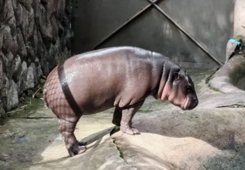 泰國出手護品牌！智財局成功阻止中國搶註冊彈跳豬商標
