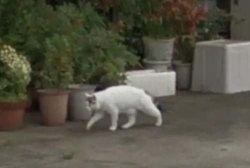 Google街景「重逢過世愛貓」！飼主見散步身影淚崩：彷彿還活著
