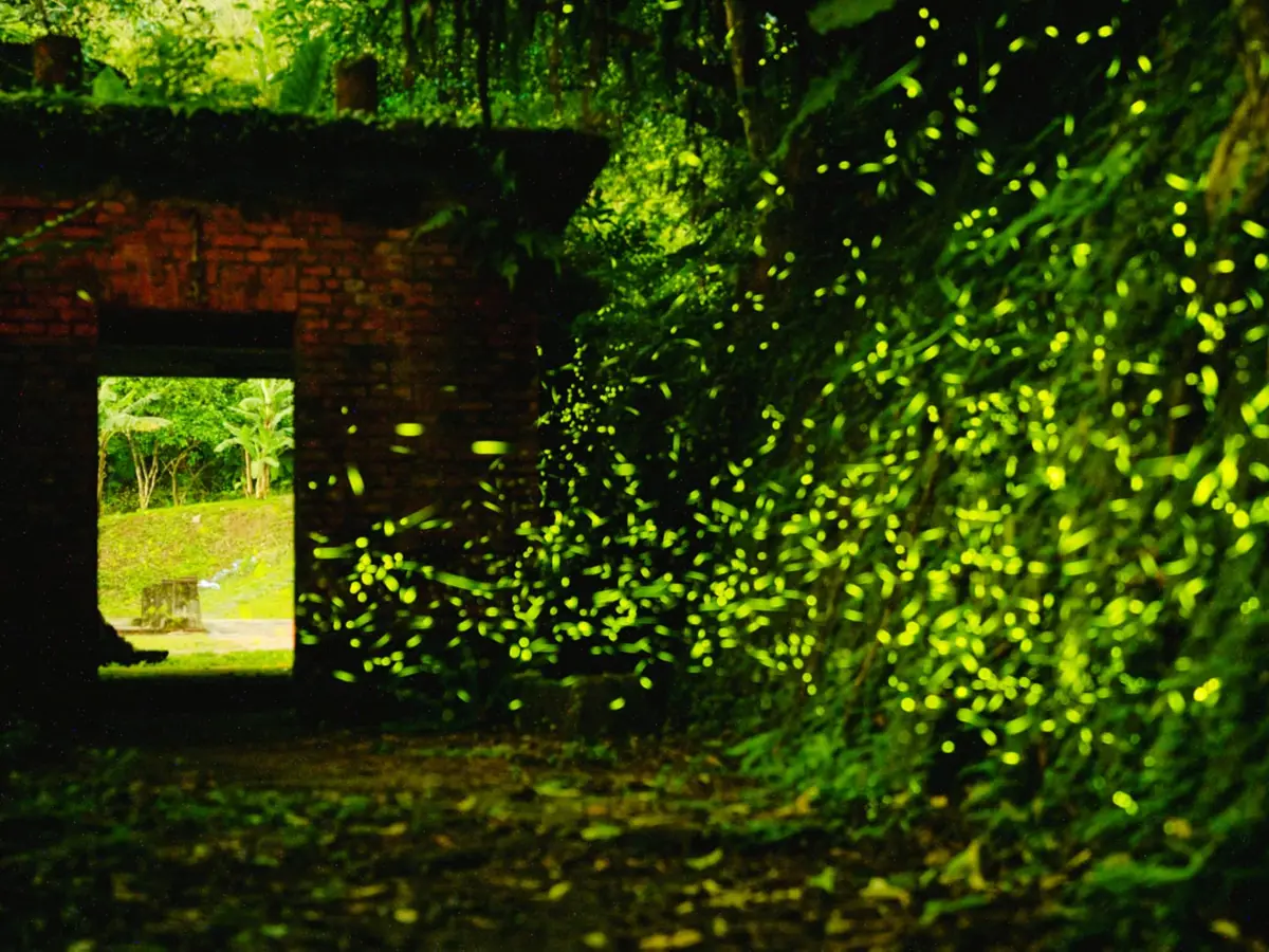 ▲全台4月、5月多處都可賞螢，圖為平溪線菁桐車站石底大斜坑的螢火蟲盛況，本文整理全台賞螢秘境與行程，還有注意事項等資訊一次看。（圖／新北市政府提供）