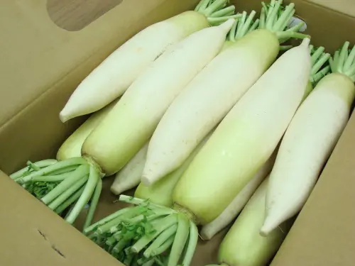 ▲白蘿蔔是家中常見菜色之一，煮湯、滷都很好吃，但不少主婦都有白蘿蔔很難煮入味的困擾。（圖／取自photoAC）